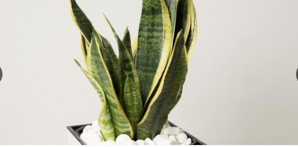 5 Indoor Plants That Are Super Hard To Kill